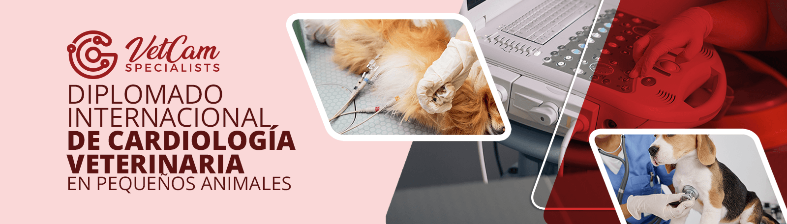 DIPLOMADO VIRTUAL DE CARDIOLOGIA VETERINARIA EN PEQUEÑOS ANIMALES