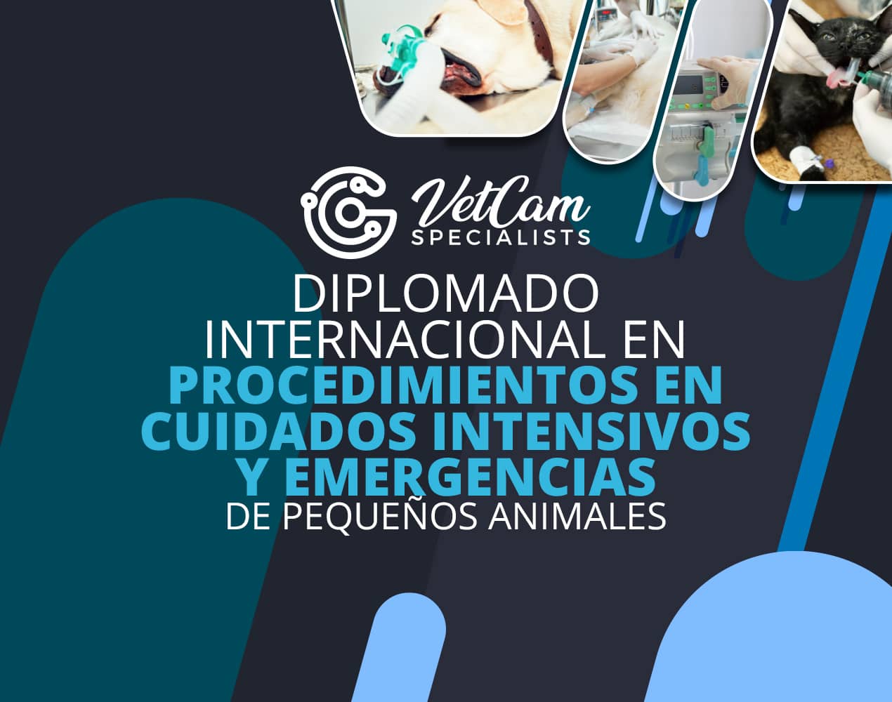 Evaluaciones Diplomado Internacional en Procedimientos en Cuidados Intensivos y Emergencias en pequeños animales