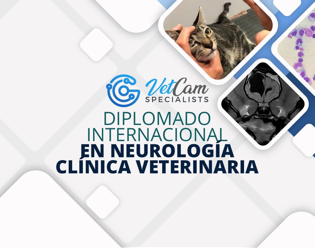 EVALUACIONES Diplomado de Neurología Clínica Veterinaria Profundización en Pequeños Animales