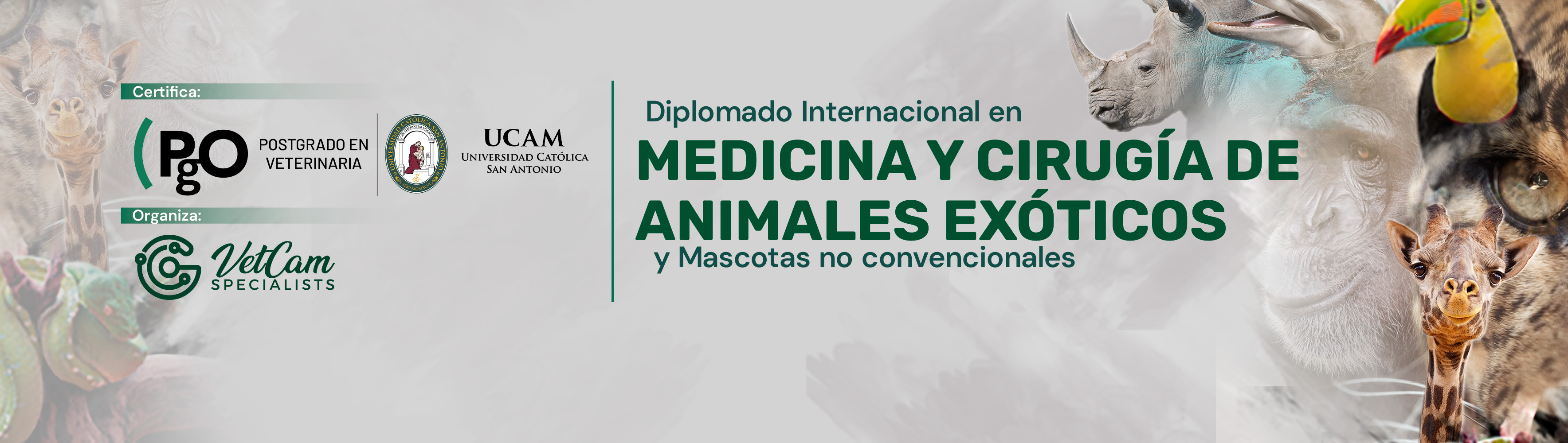 Diplomado Internacional en MEDICINA Y CIRUGÍA DE ANIMALES EXÓTICOS y Mascotas no convencionales 2025