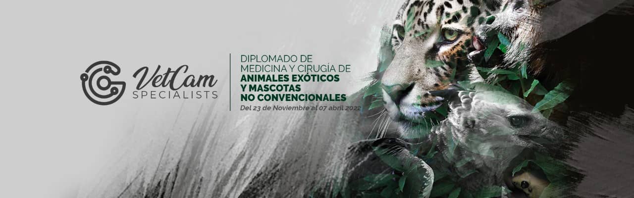 Diplomado en Medicina y Cirugía de Animales Silvestres y Mascotas no convencionales