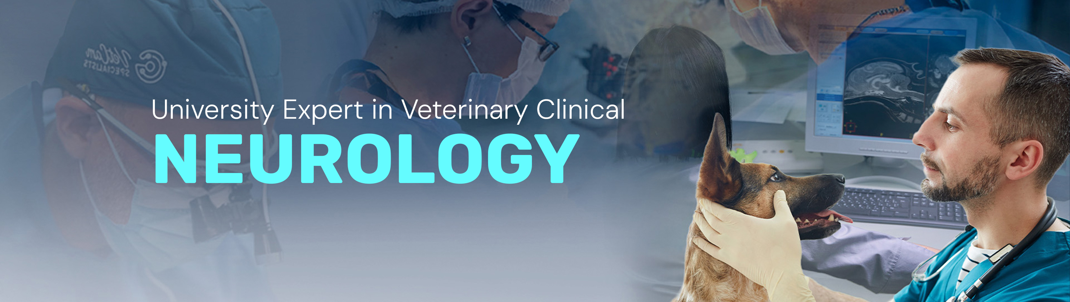 University Expert in veterinary clinical Neurology